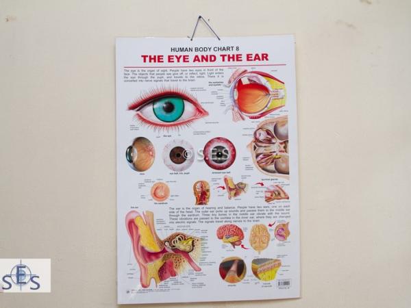 Human Body Chart - Ear and Eye